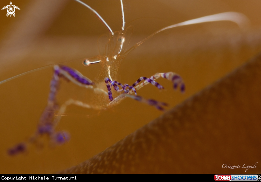 A Pederson Cleaner Shrimp