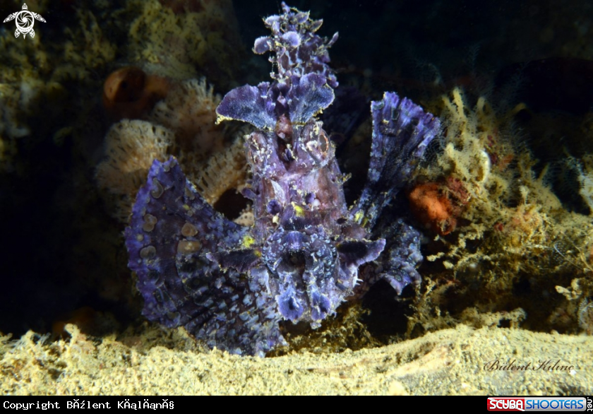 A Ambon Scorpionfish