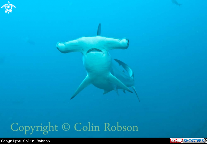 A shark