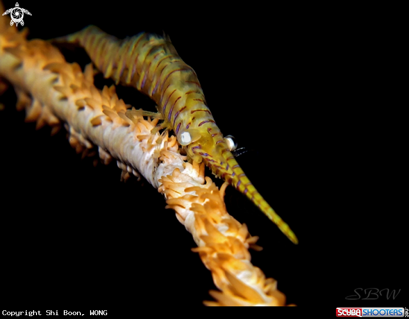 A underwater creature