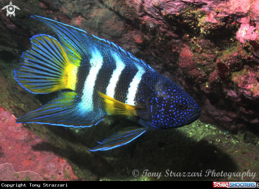 A Eastern Blue Devilfish