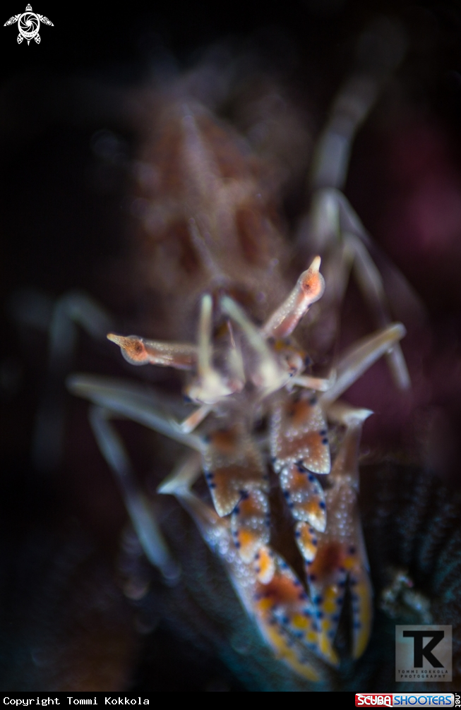 A Spiny tiger shrimp