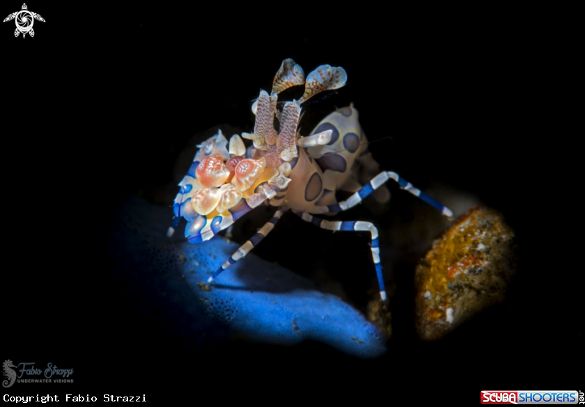 A Harlequin shrimp