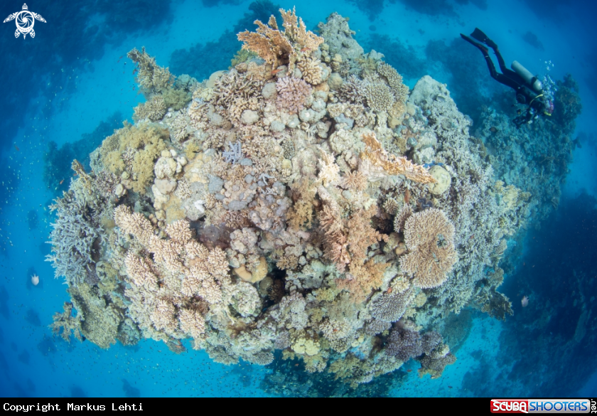 A Rocar reef
