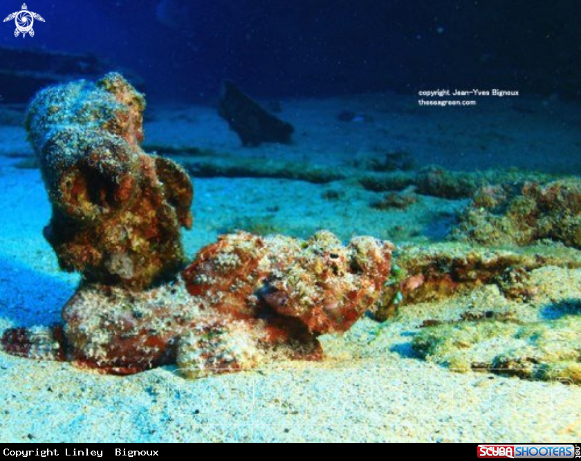 A Scorpionfish