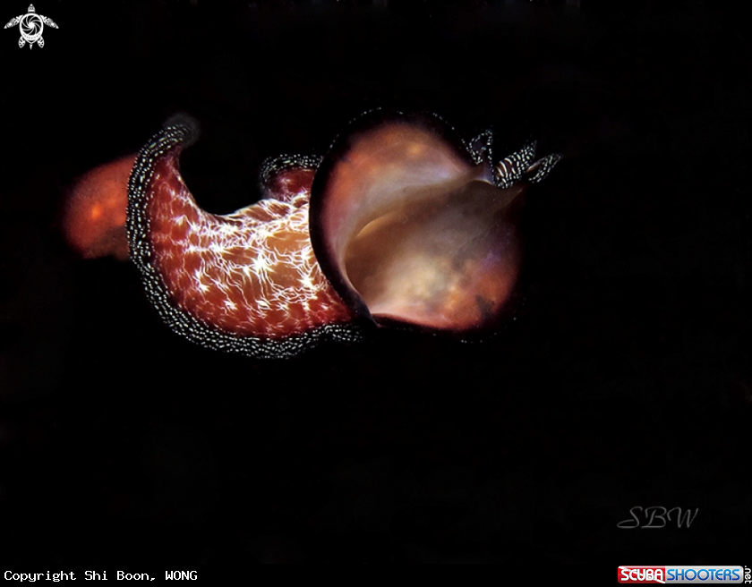A underwater creature