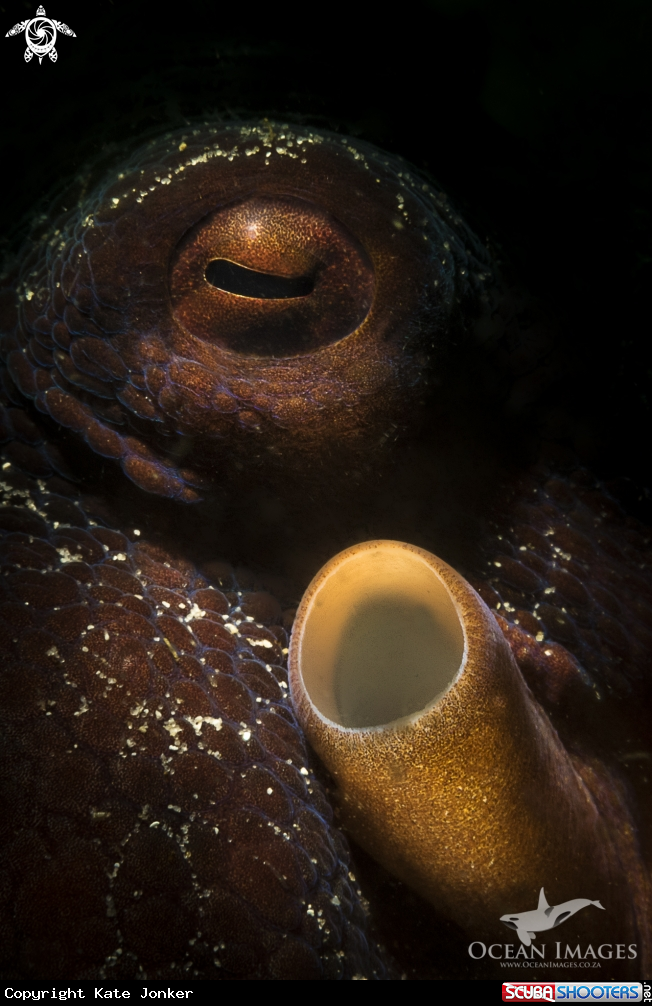 A Common Octopus