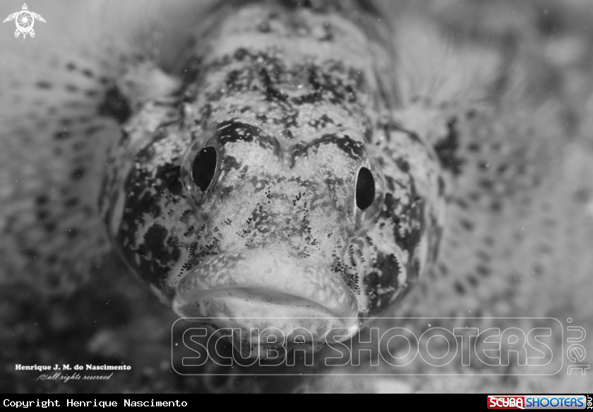 A fish