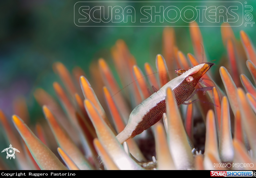 A Star shrimp