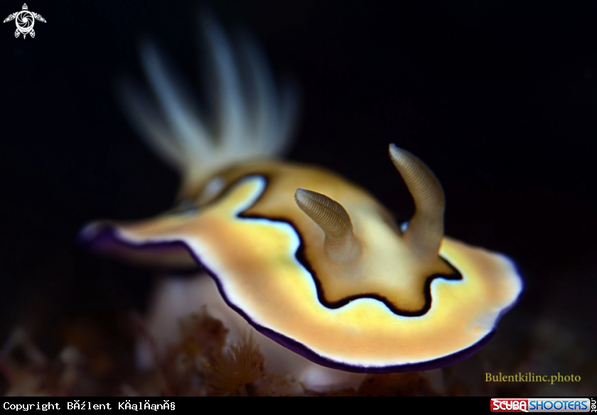 A Nudi