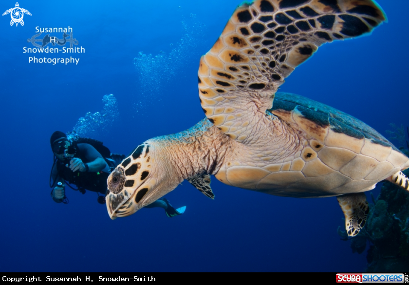 A Hawksbill turtle