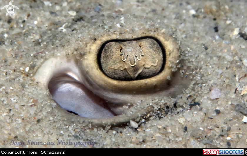 A Common stingaree