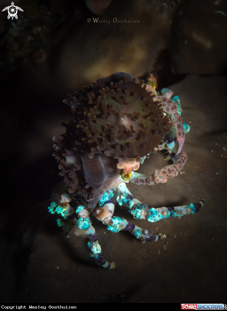 A Corallimorph Decorator Crab