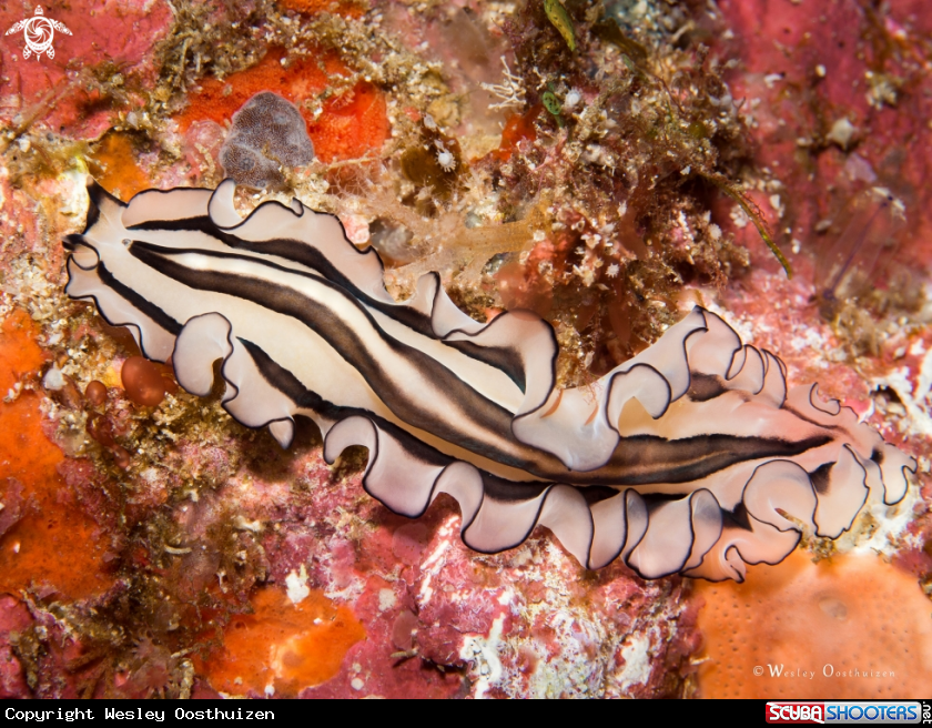 A Polyclad flatworm