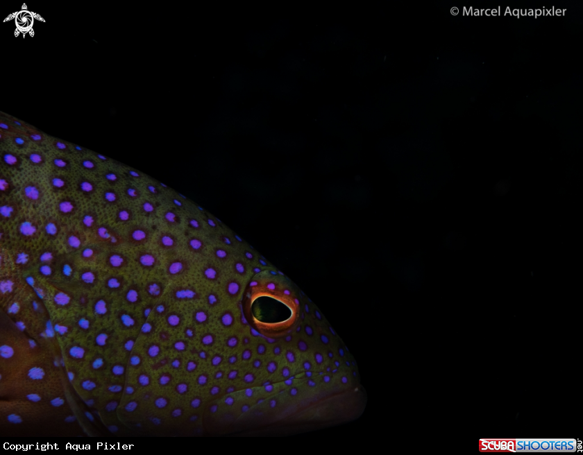 A Bluespotted Grouper