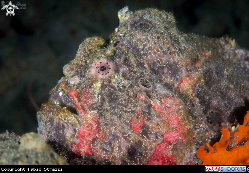 A Frogfish 