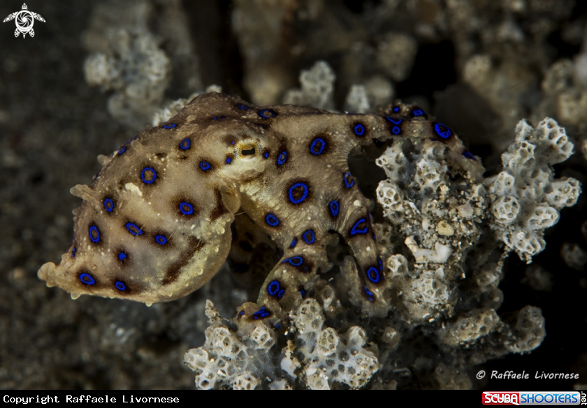 A Blue ring octopus