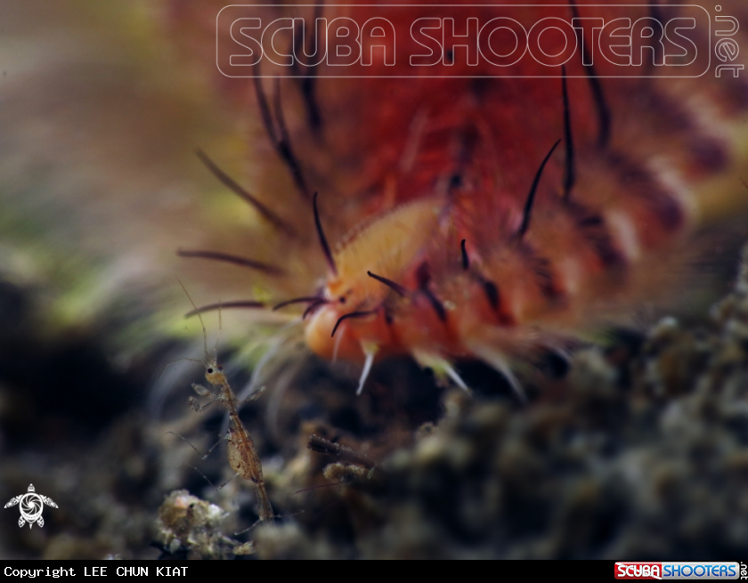 A SKELETON SHRIMP
