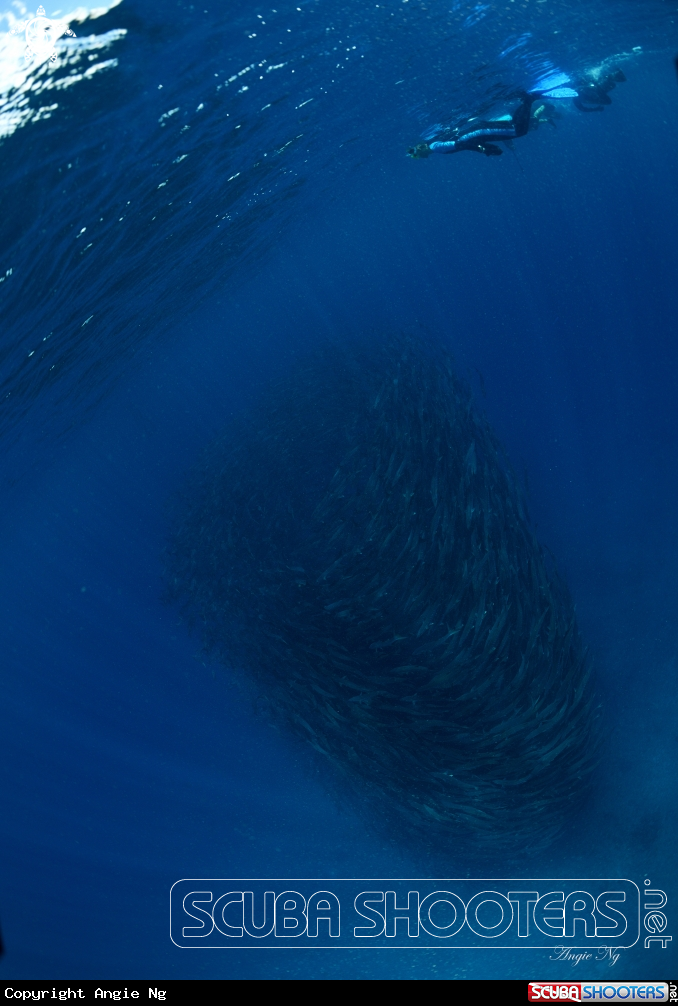 A Barracudas
