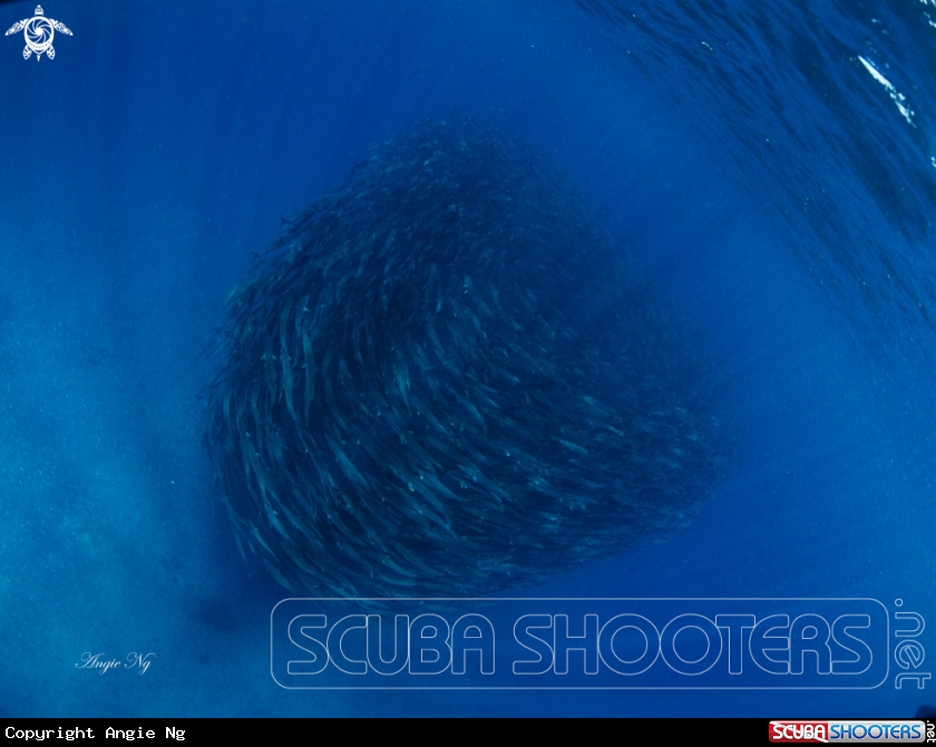 A Barracudas
