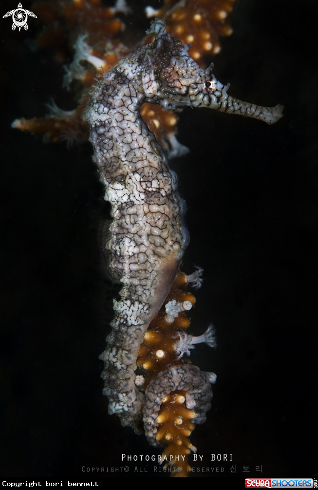 A Western Australian Seahorse  