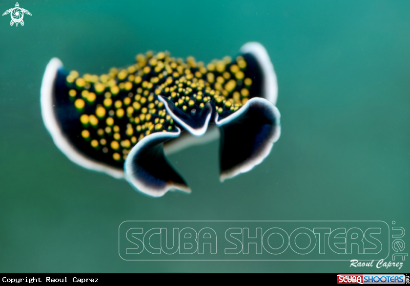 A Flat worm