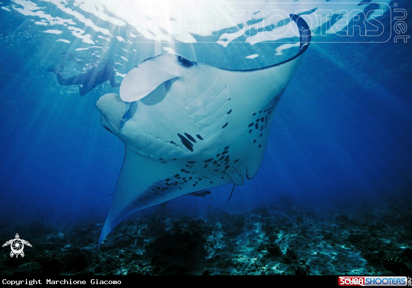A Manta birostris
