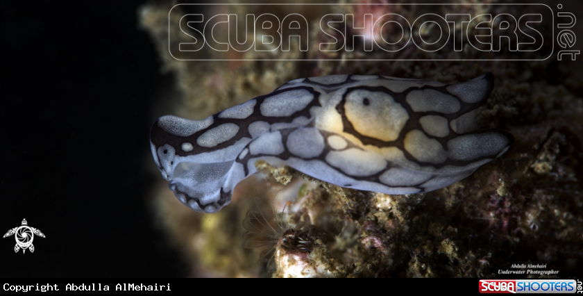 A Slug
