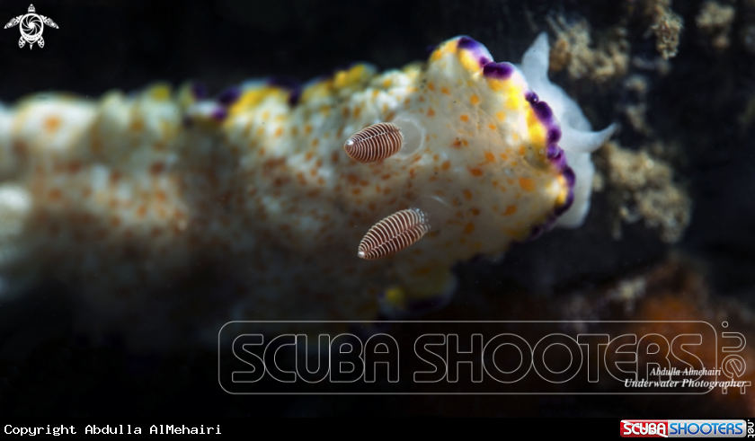 A Nudibranch Senses