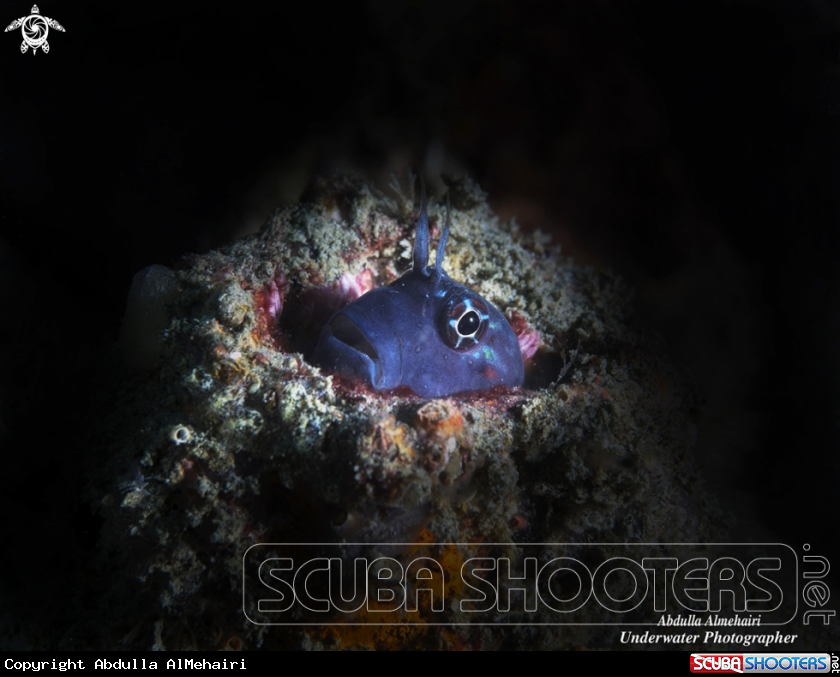 A blenny fish