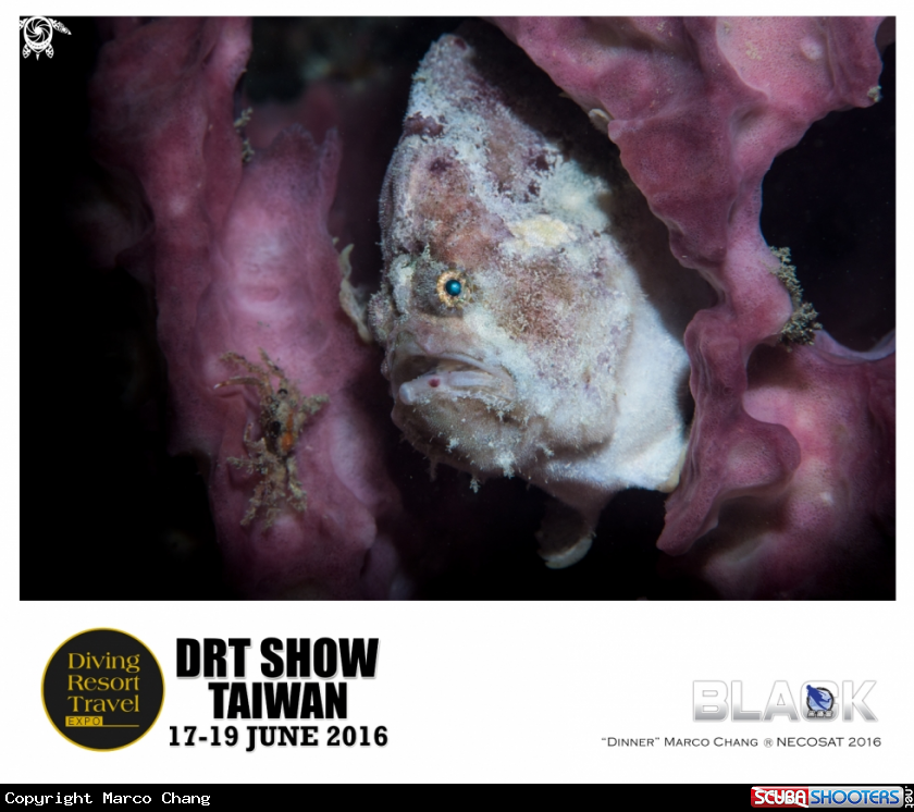 A frogfish