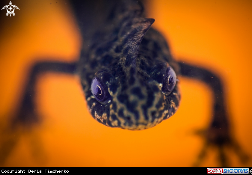 A amphibian