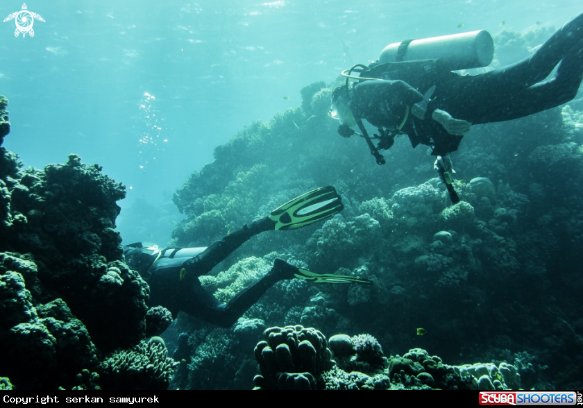 A divers
