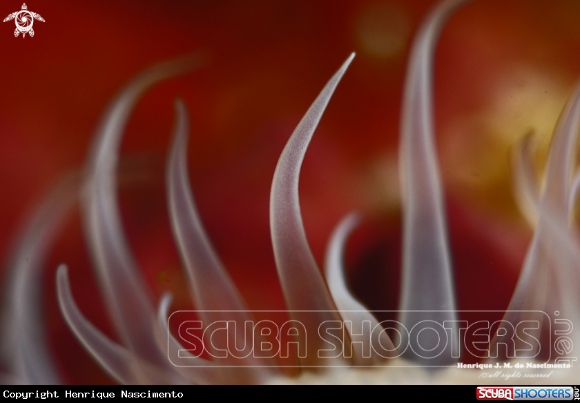 A anemone