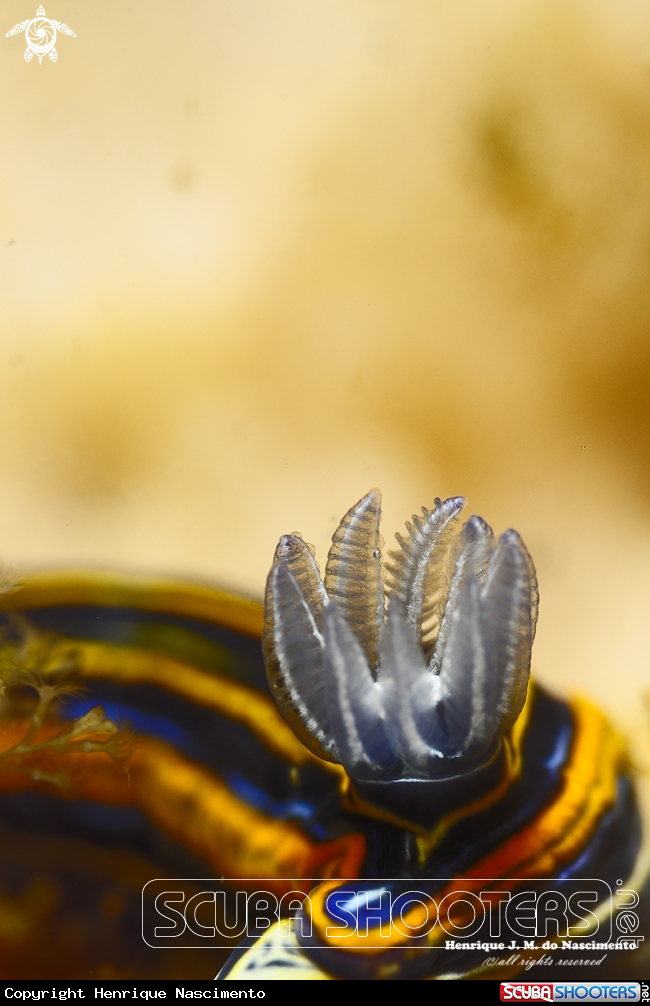 A Nudibranch