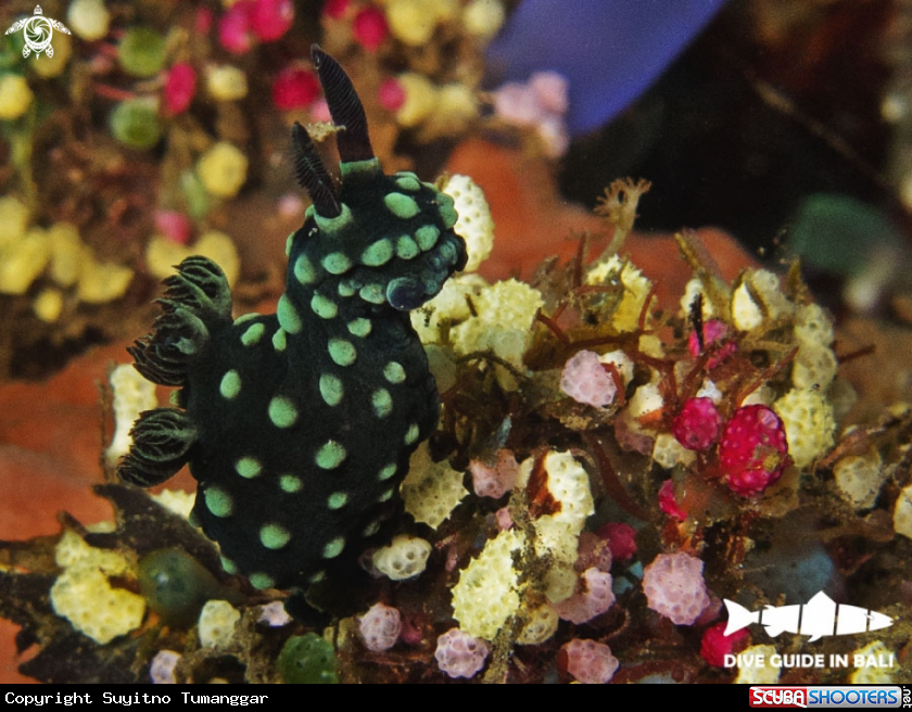 A Nudibranch