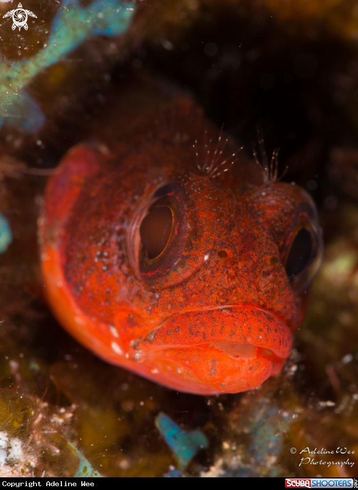 A Blenny