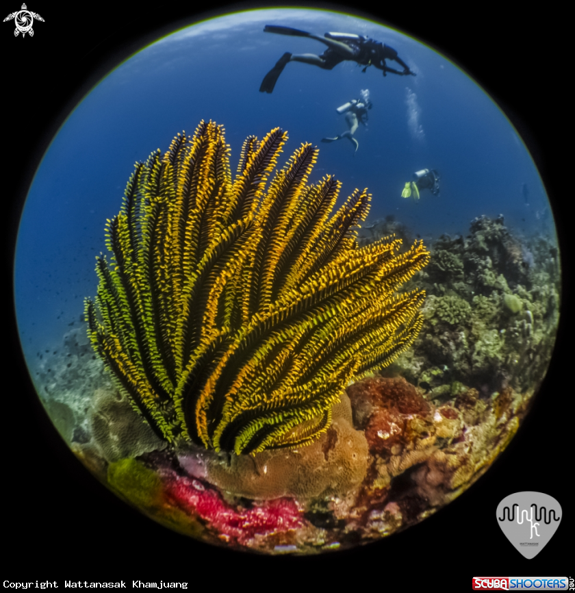 A Feather star from similan. Thailand