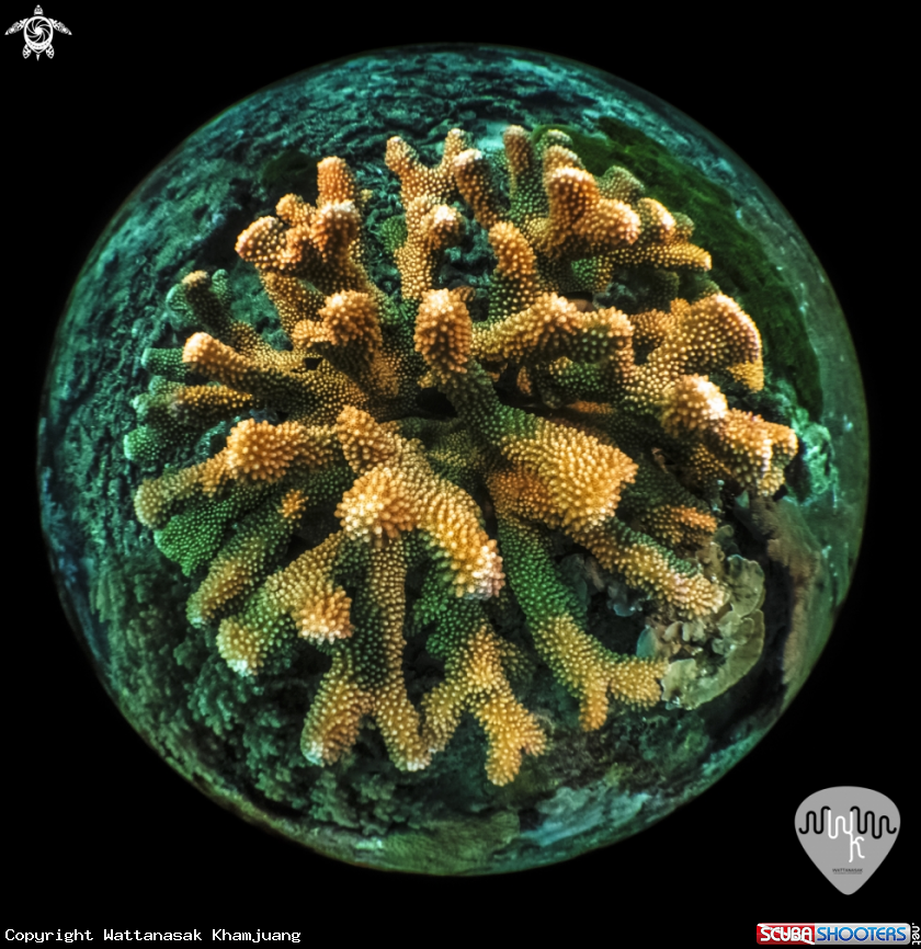 A Staghorn Coral in Similan Thailand
