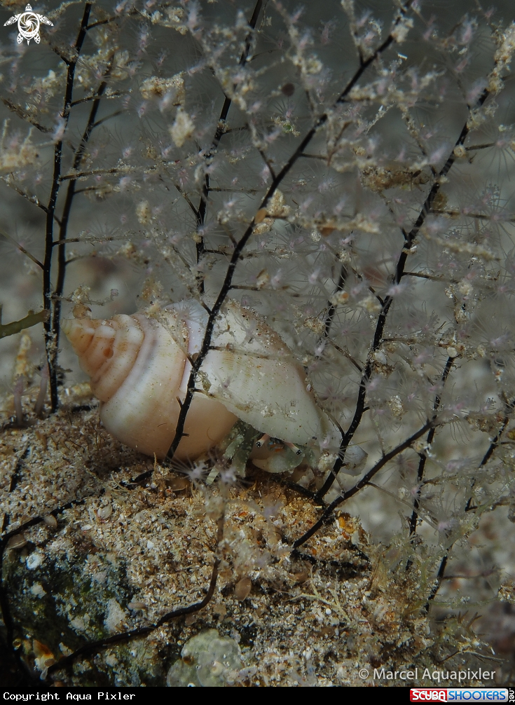 A Crab