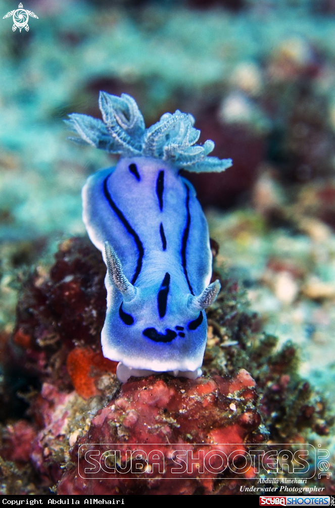 A Nudibranch