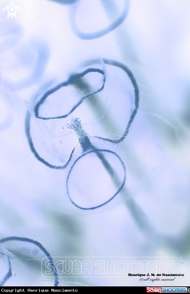 A Tube
