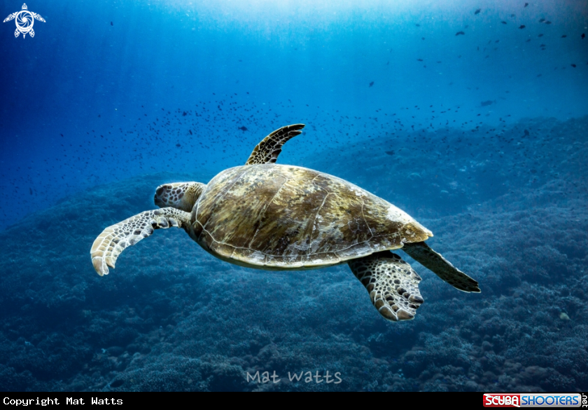 A Turtle