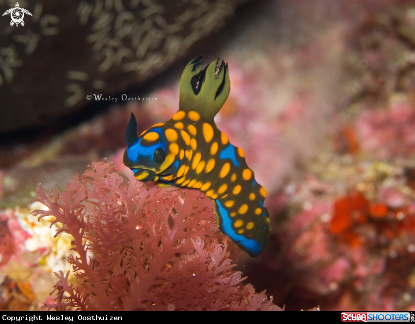 A Nudibranch