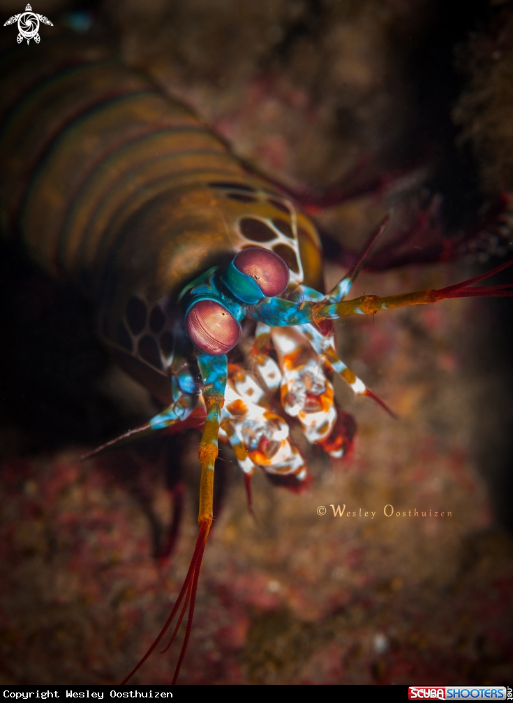 A Peacock mantis shrimp