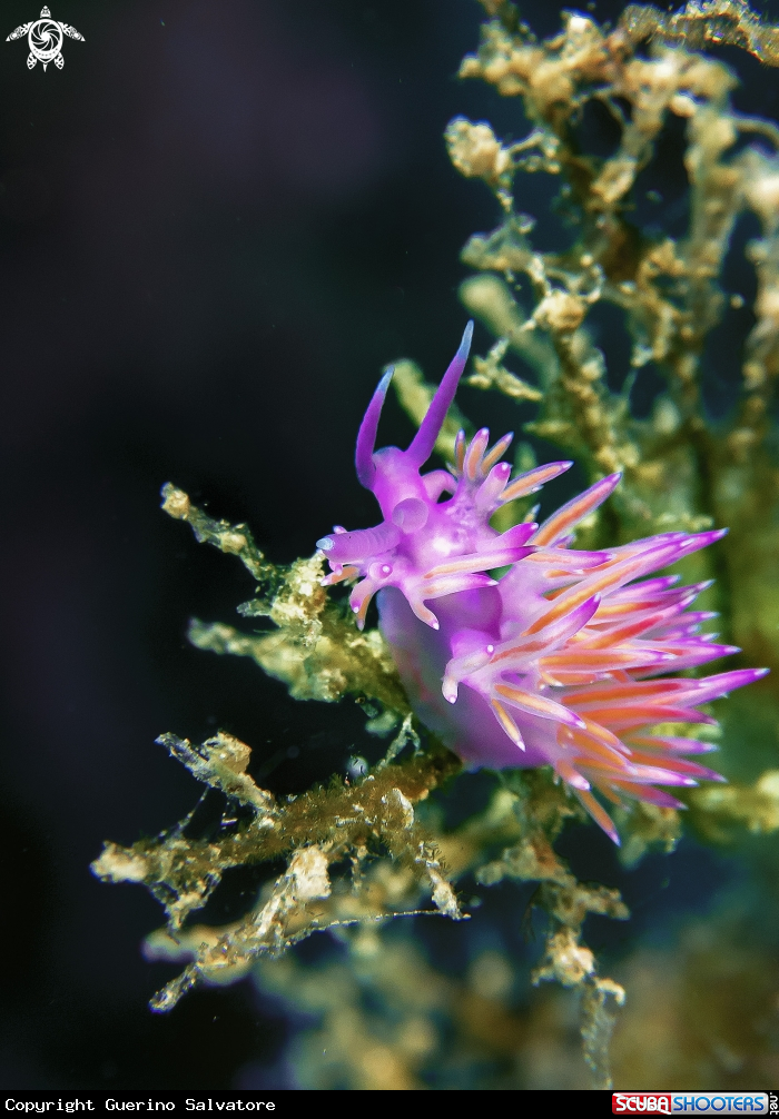 A Flabellina affinis