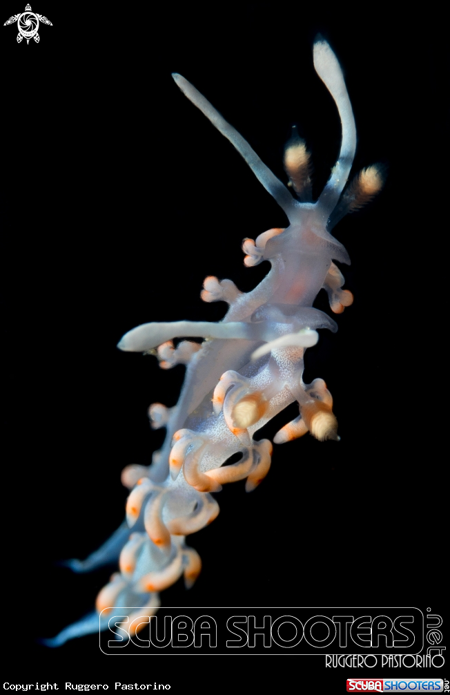 A Nudibranch