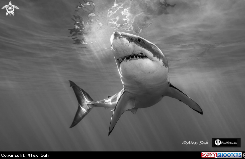 A Great White Shark