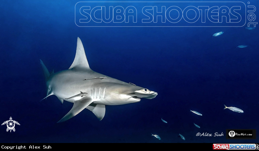 A Great Hammerhead Shark