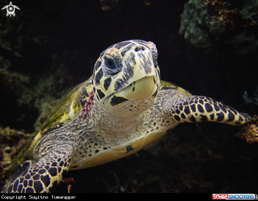 A turtle